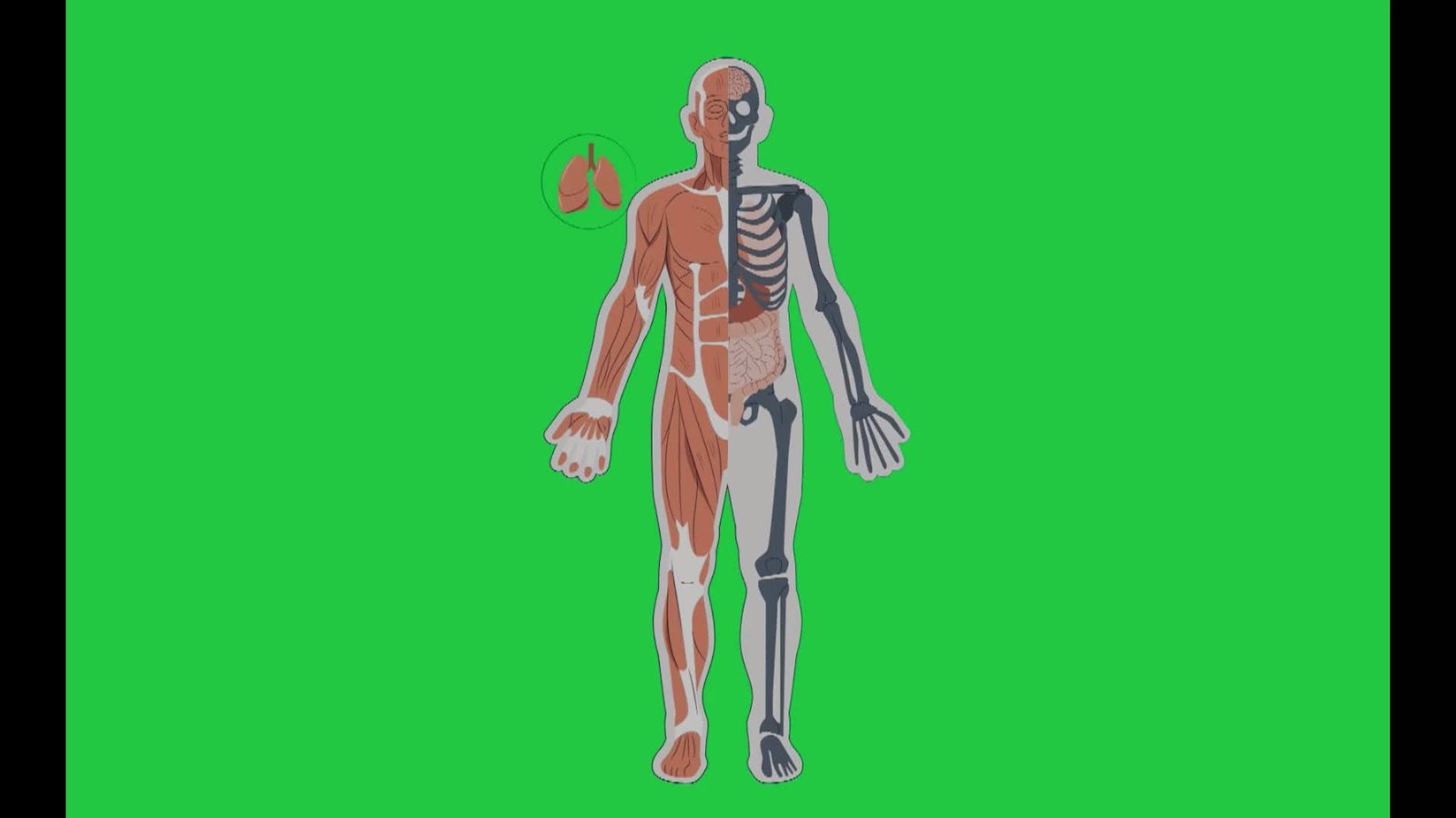All Body Parts And Bone X Ray On Free Green Screen Video preview