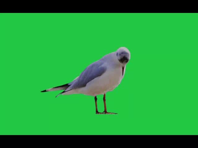 Dow Sitting Free Green Screen Video preview