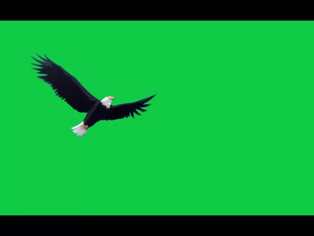 Falcon Flying Free Green Screen Video preview