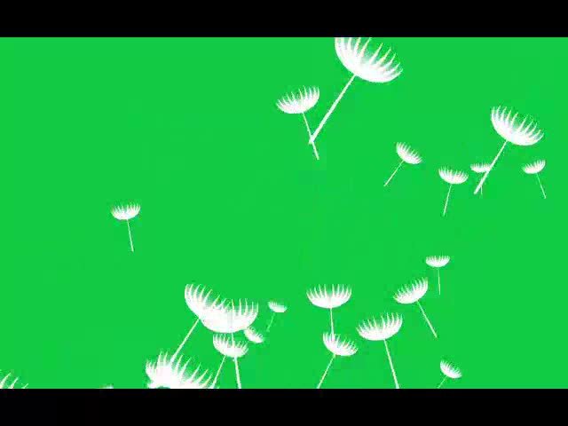 Fluffy Dandelion Glying Free Green Screen Video preview