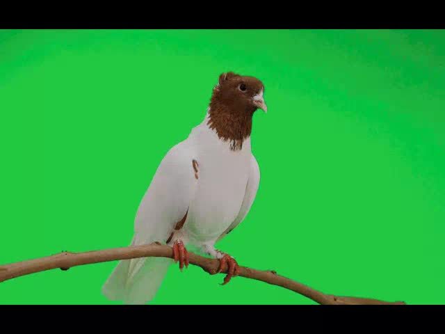 Pigeon Sitting On Bank Of Tree Greeb Screeb Video preview