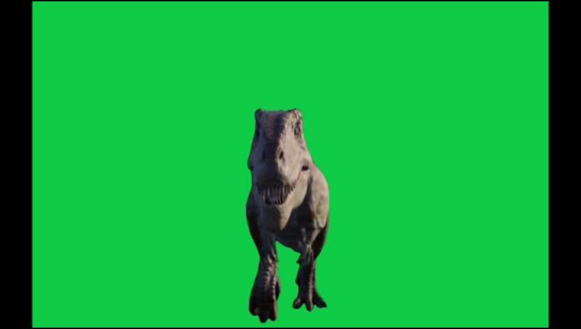 Animal View Green Screen Video preview