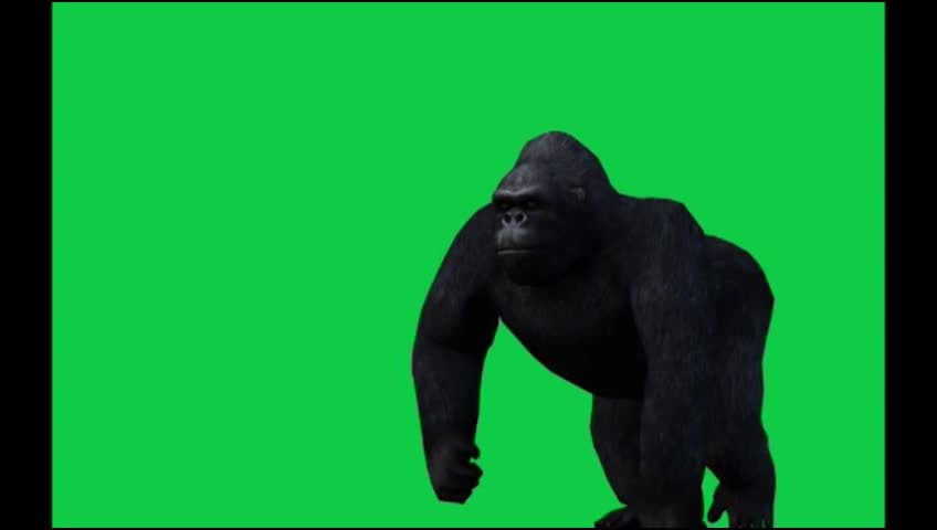 Gorilla Move On Full Hd Green Screen Video preview