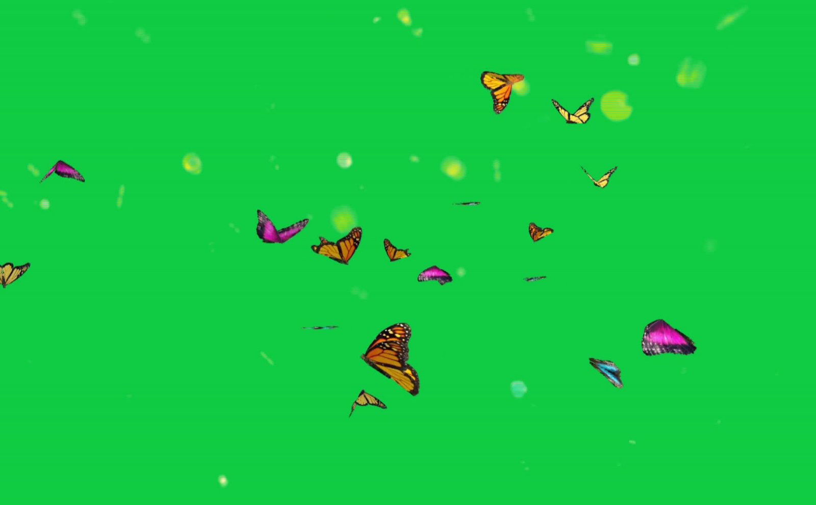 Different Butterflies In Free Green Screen Videos preview