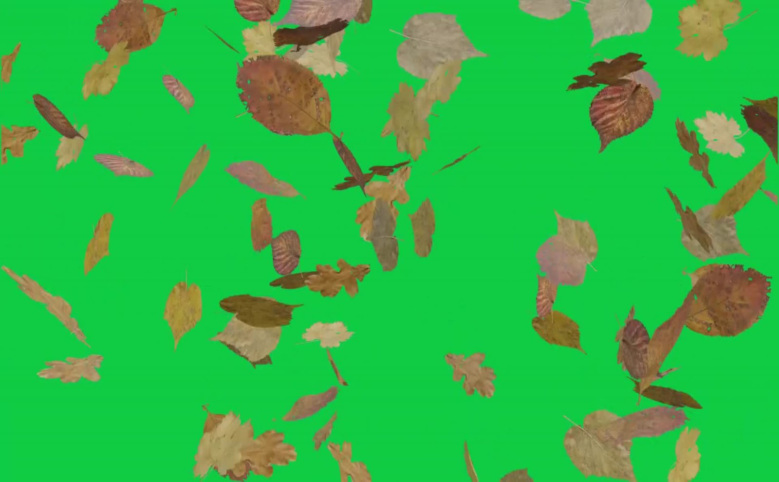 Dry Leafs Wind Free Green Screen Video preview