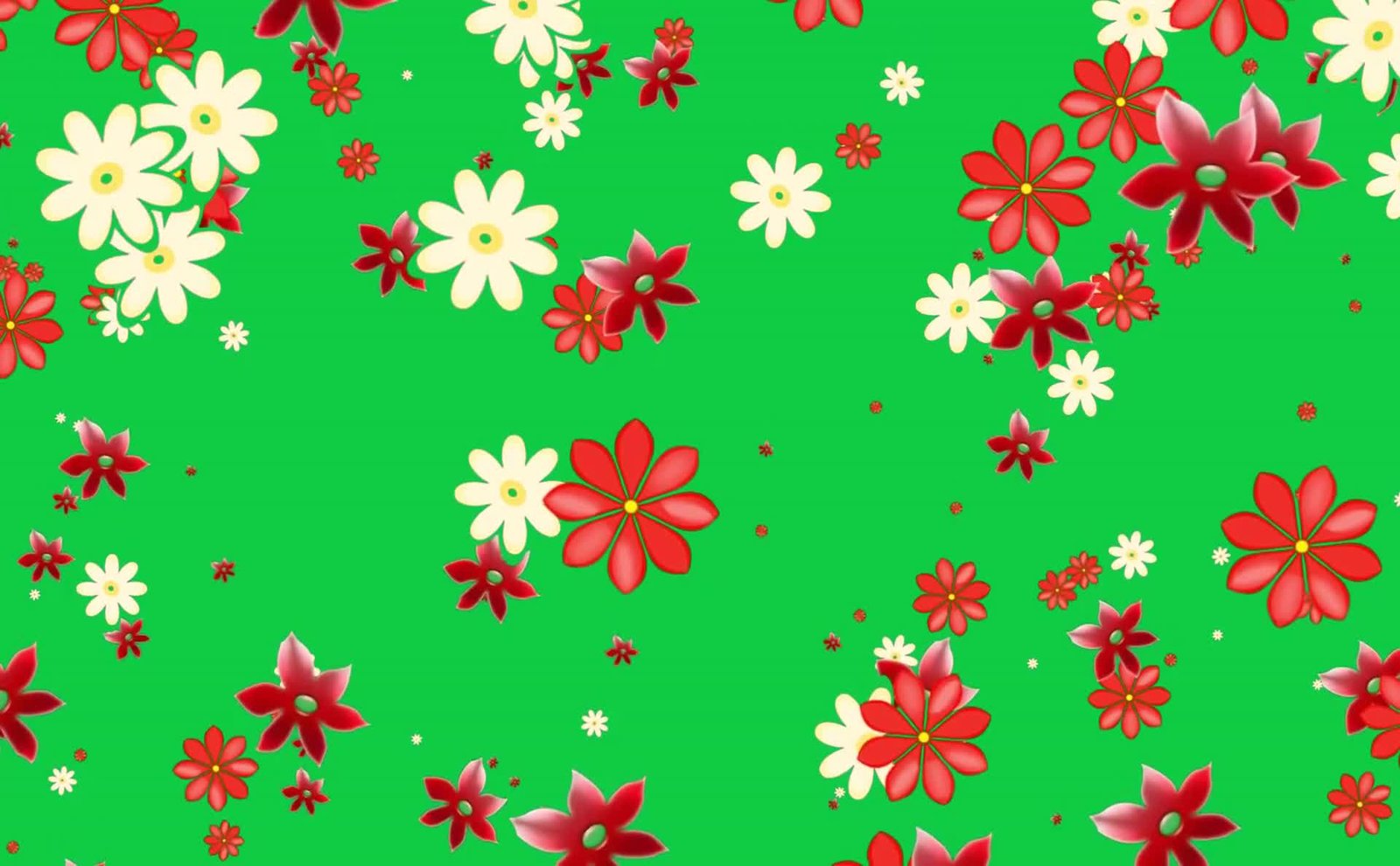Flowers Shower Red And White Free Green Screen Video preview