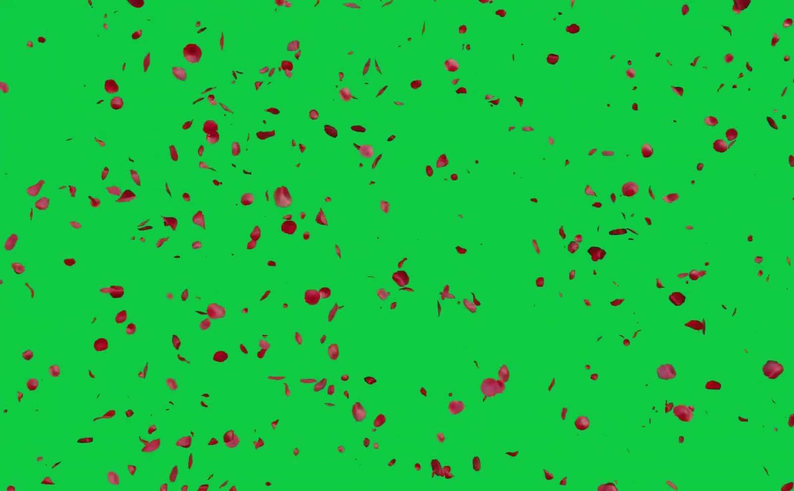Rose Petals Shower Animation Free Green Screen Video preview