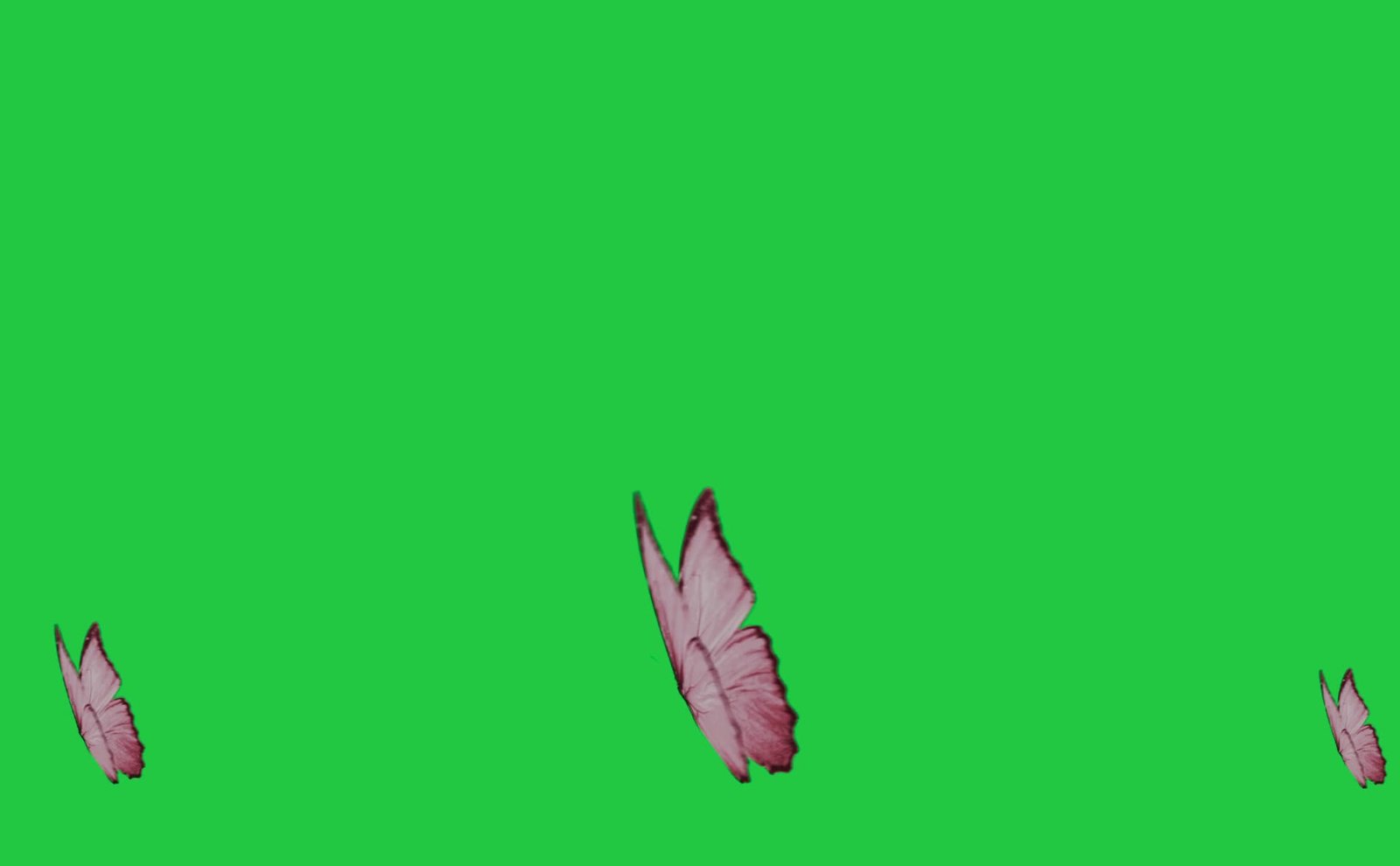 Three Butterflies Wings Free Green Screen Videos preview